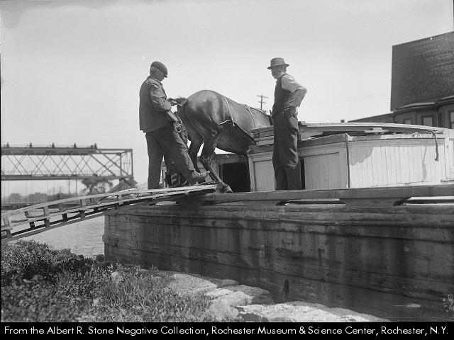 Photograph, loading a mule onto a canal boat